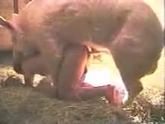 Fantastic zoophilia clip with a pig